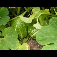Gourde de Malabar, Cucurbita ficifolia Bouche (fam Cucurbitacees) (Am tropicale) (1)